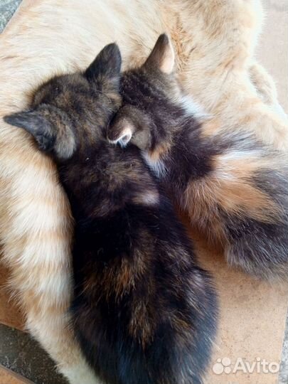 Кошки в добрые руки