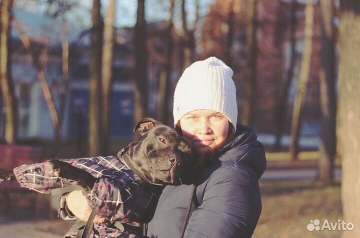 Гостиница для собак + груминг/экспресс линька