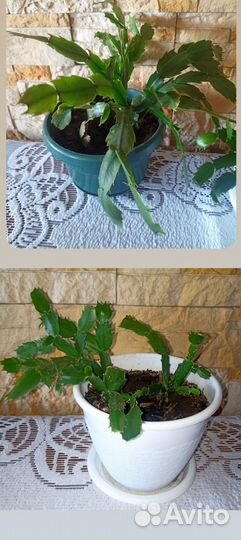 Зигокактус. Комнатные цветы