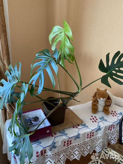 Юкка,монстера,фикус