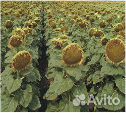 Подсолнечник Санмарин 410