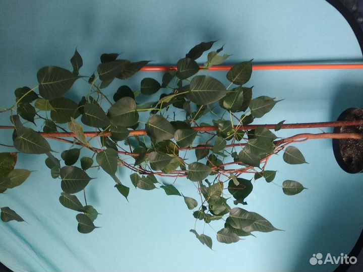 Фикусы. Священный