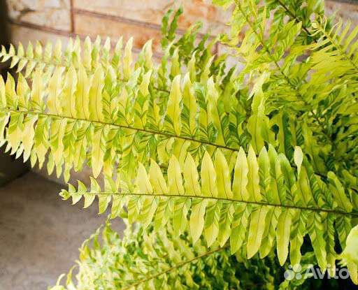 Папоротник Нефролепис вариегатный 'Golden Tiger'