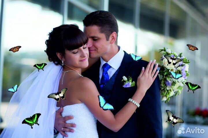 Салют из Живых Тропических Бабочек с/б-15