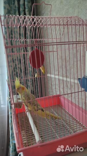 Экзотические животные попугай девочка