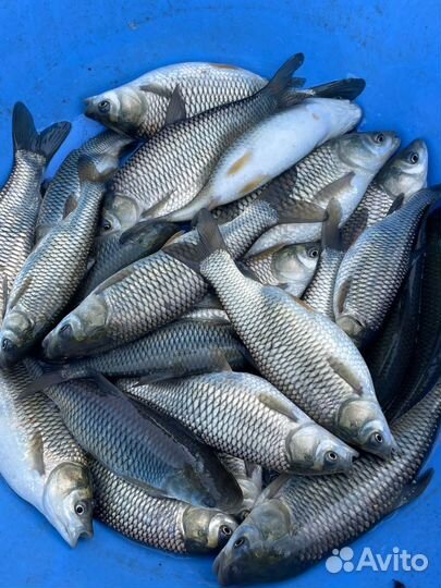 Рыбопосадочный материал