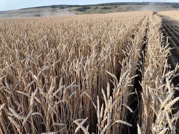 Продаю семена яровой пшеницы (KWS)