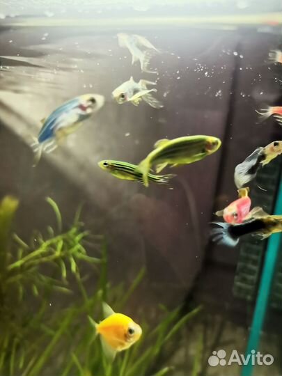 Аквариум