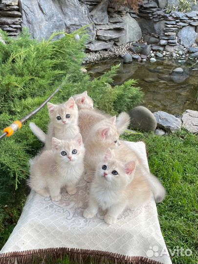 Голубое золото ay12