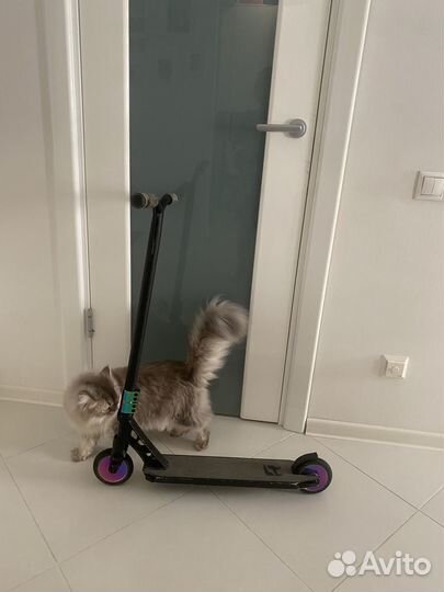 Трюковой самокат Reaction