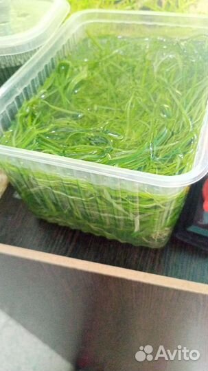 Зелёные водоросли обмен на корм