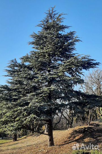 Семена гималайского кедра и др. хвойных деревьев
