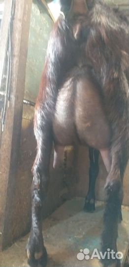 Тёлочки и козлята