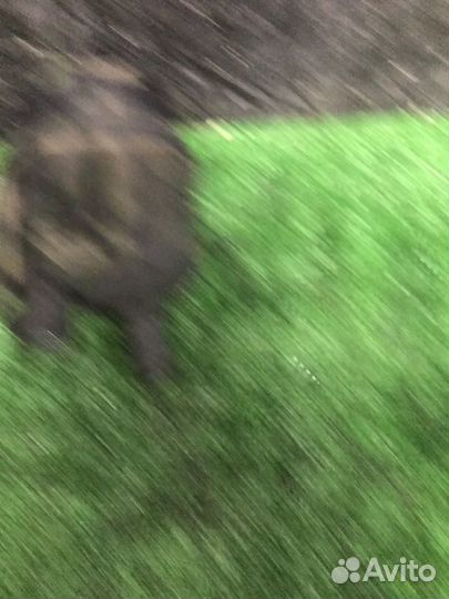 Бачок гидроусилителя Bmw 5-Series E39 M52B25 1