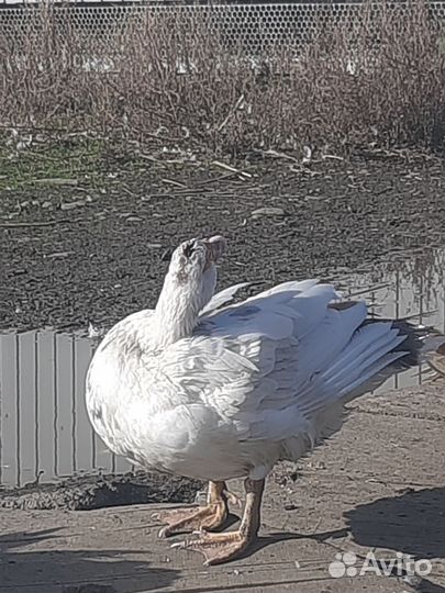 Яйца индеек,гусей,индоуток и куриные