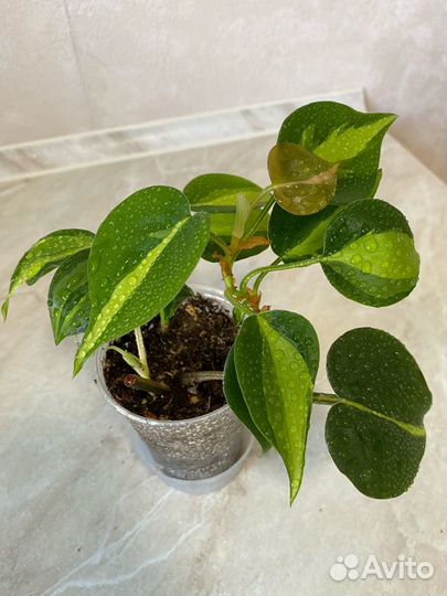 Филодендрон, Сциндапсус, Сингониум, Эпипремнум