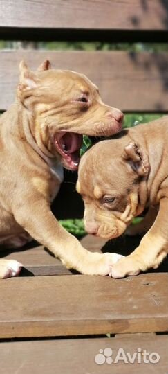 Американский булли xl, стандарт, покет