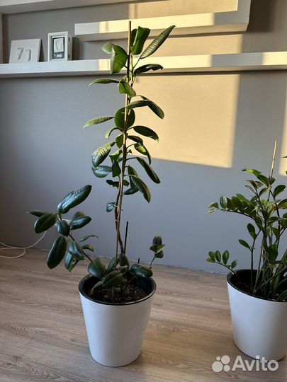 Фикус каучуконосный большой