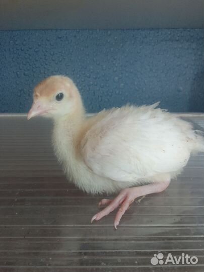 Домашняя птица