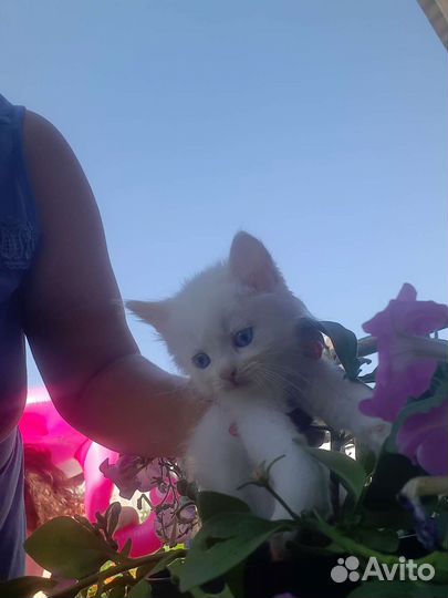 Кошка в дар бесплатно