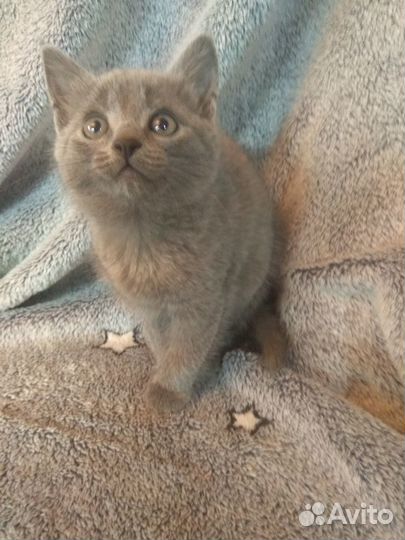 Котята мальчик и девочка 1.5 месяца