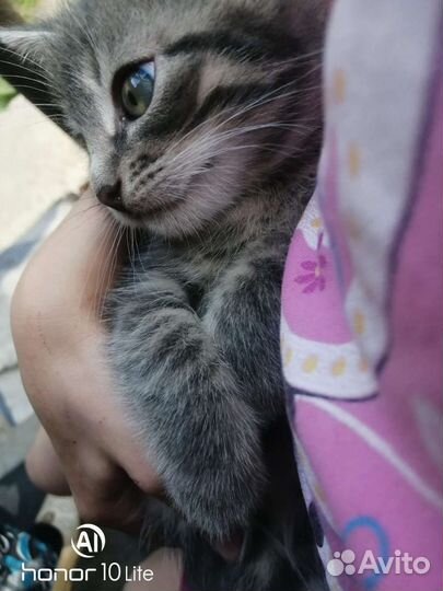 Кошка в дар бесплатно