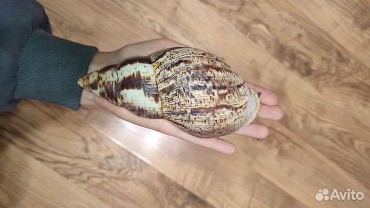 Улитки ахатины большие