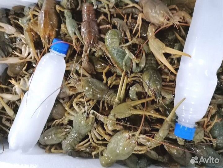 Раки доставка