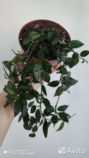 Хойя Лакуноза эскимо