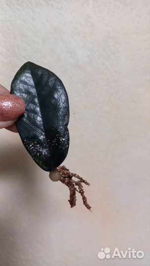 Замиокулькас черный равен и зензи