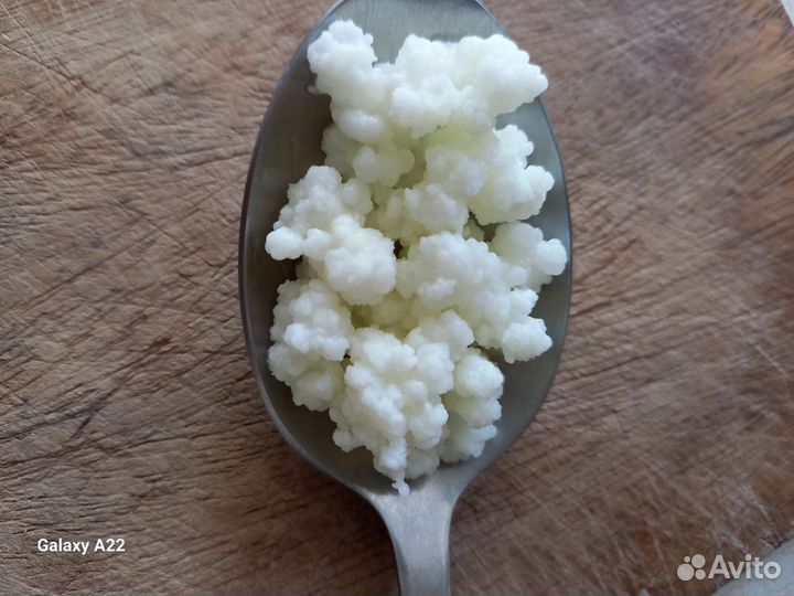 Тибетский молочный гриб