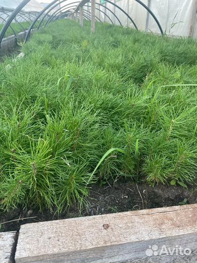 Саженцы ели зкс