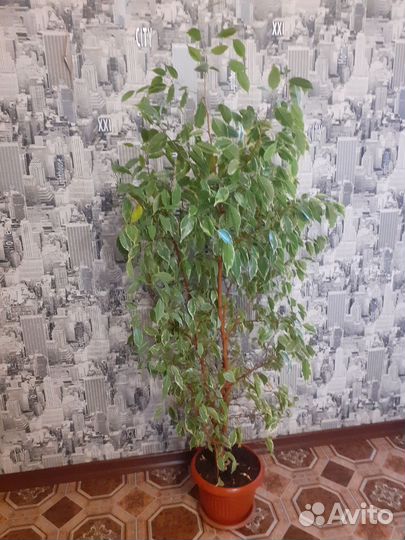 Фикус бенджамина большой