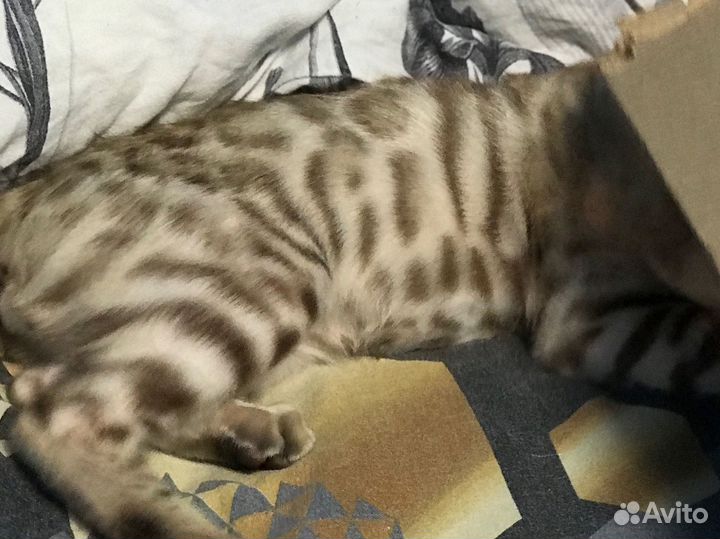 Бенгальские котята