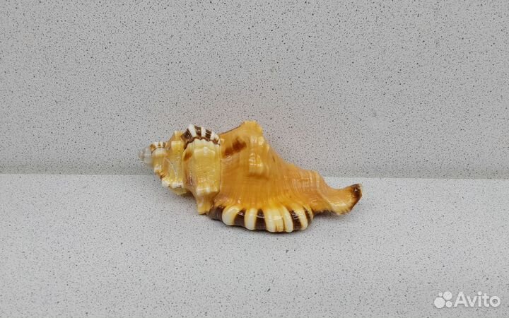 Циматиум Лоториум 11 морская ракушка раковина