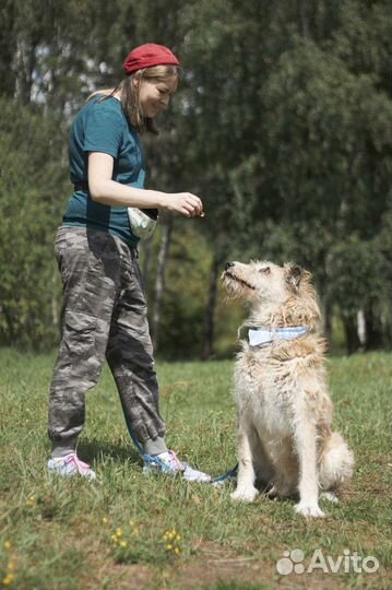Собака из приюта ждет человека с большой душой