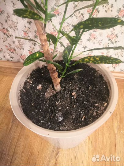 Кротон с горшком высота 1.4м