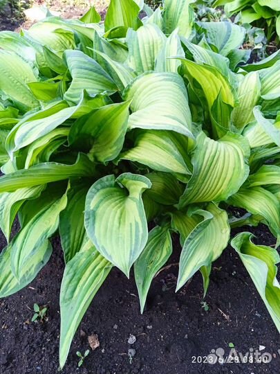 Хоста растение