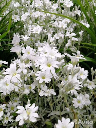 Цветы для Вашего сада