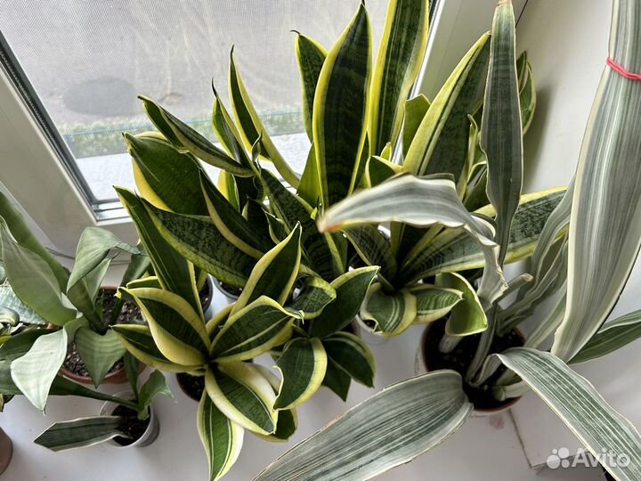 Сансевиерия