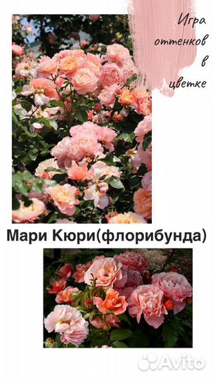 Саженцы роз опт и розница