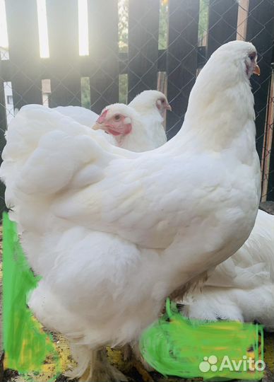 И/я брама, маран, семья брама, михилейка