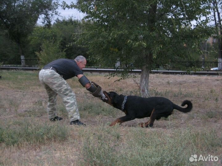 Дрессировка. Все районы. Область. Выезд домой