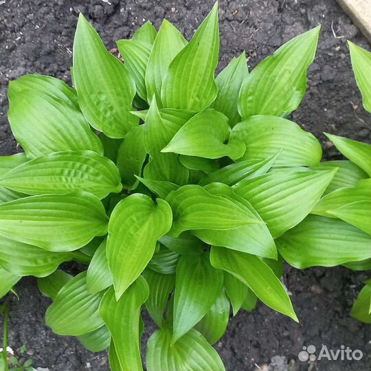 Хоста голубая