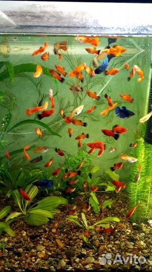 Аквариумные рыбки