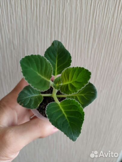 Детка глоксинии, лист глоксинии