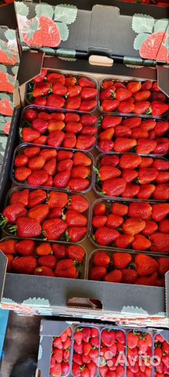 Продается рассада клубники