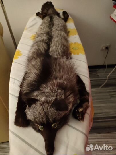 Шкуры писца и чернобурки