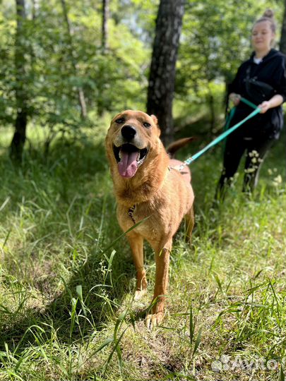 Мёд красивый пёс из приюта