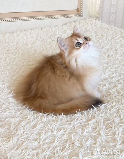 Длинношерстная золотая шиншилла